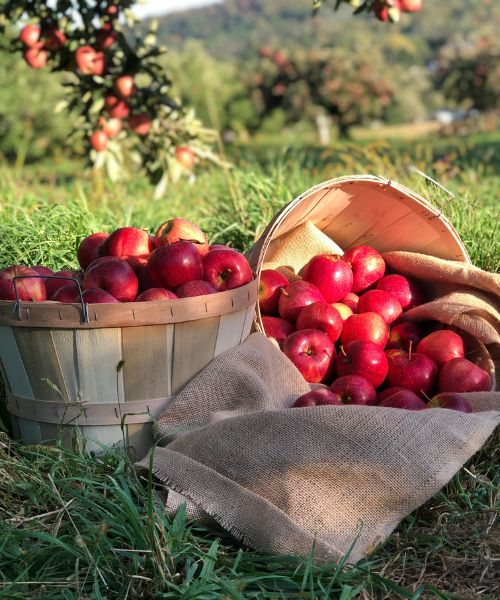 Pick-Your-Own Apples, Pumpkins and More at These Dutchess Farms