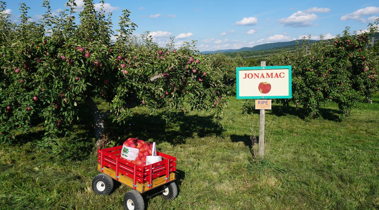 Jonamac sign in apple orchard at Fishkill Farms
