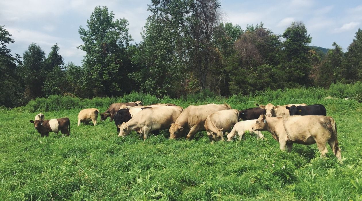 Cattle rotational grazing at Harlem Valley Homestead in Wingdale