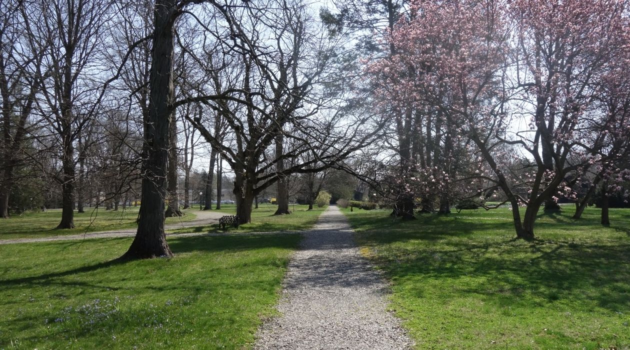 Trail through green grounds with pink flowering tree on right