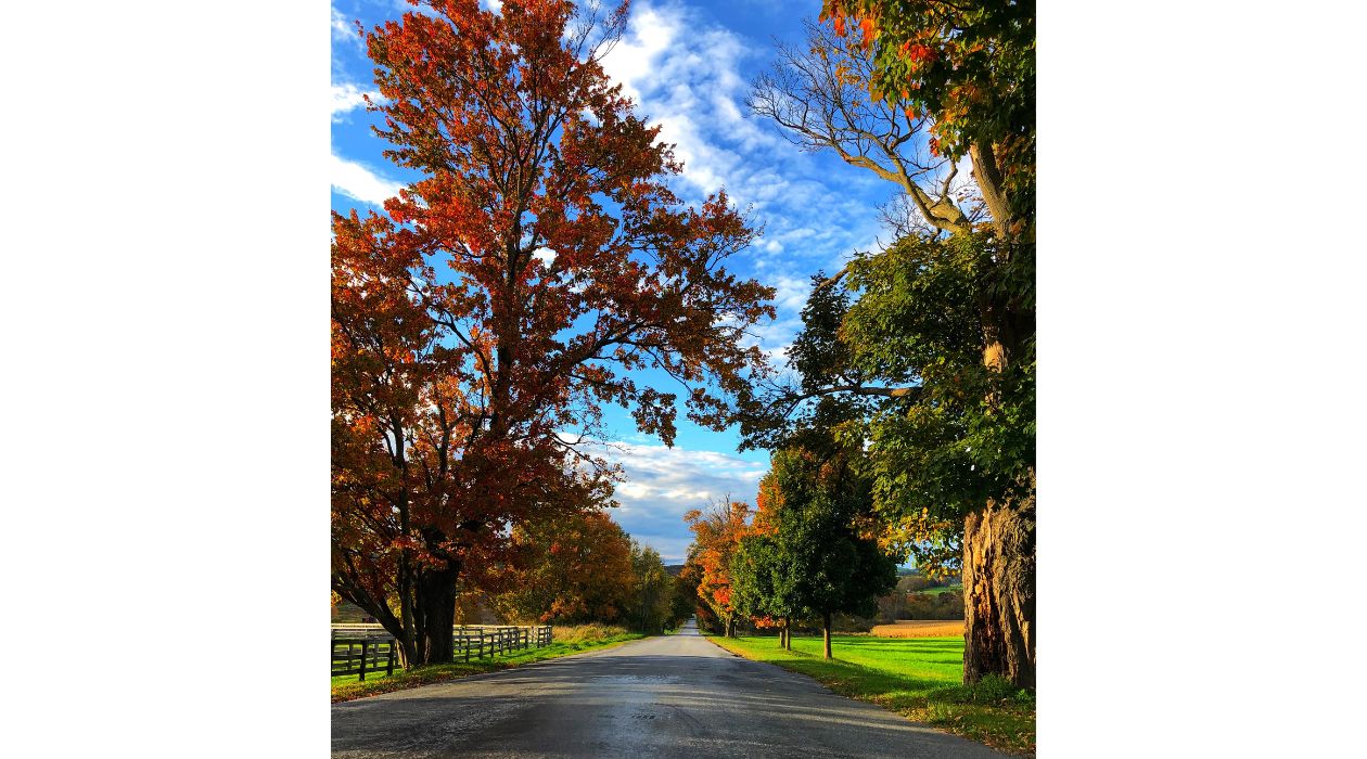 Fall leaves on either side of road in Millbrook