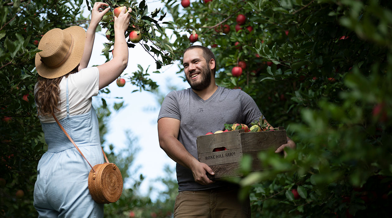 Woman in overalls picks apples off tree while man carries wooden basket of apples