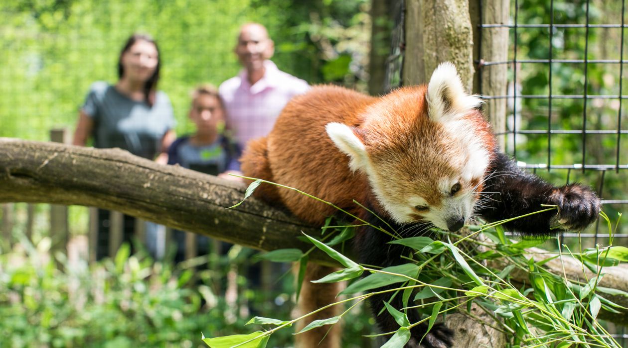 Family watches a red panda at the trevor zoo in millbrook