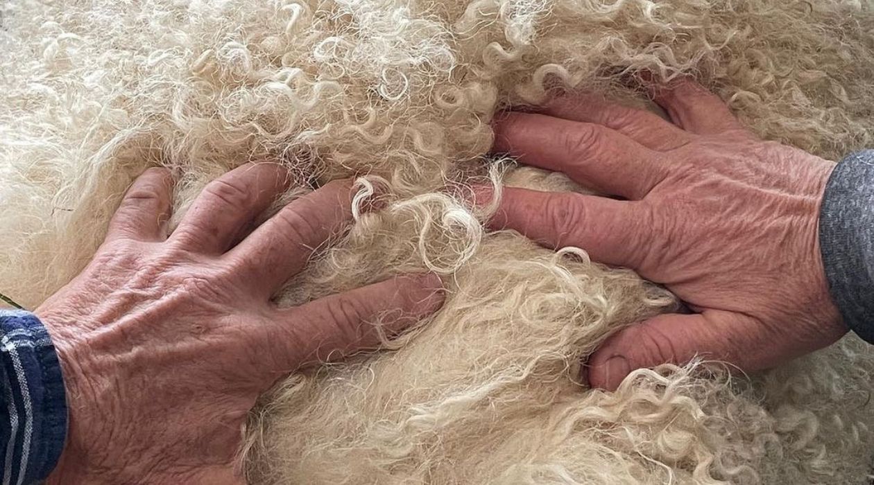 Hands on wool