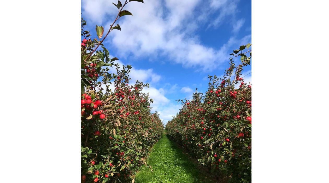 Apple picking at Mead Orchards in Tivoli