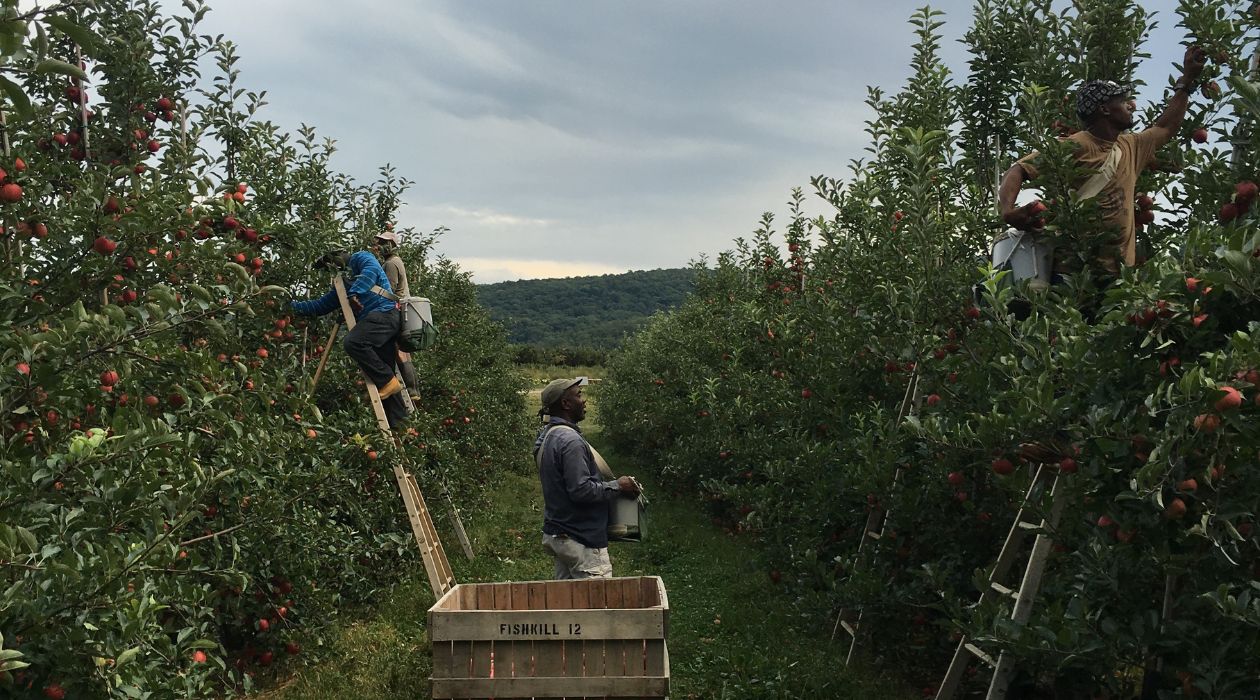 Staff at Fishkill Farms use ladders and a tractor to pick apples