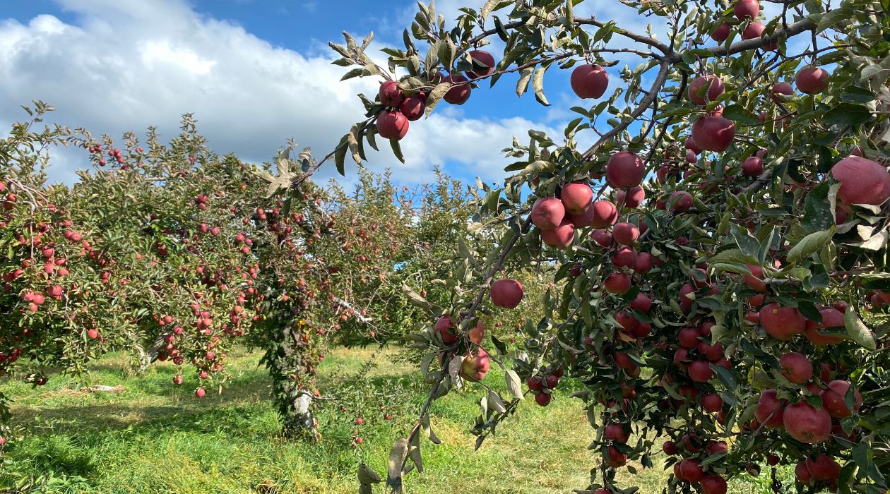 Apple orchard at Fishkill Farms