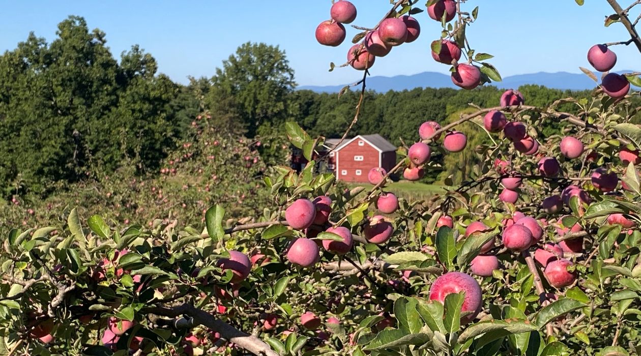 Apple picking at Cedar Heights Orchard