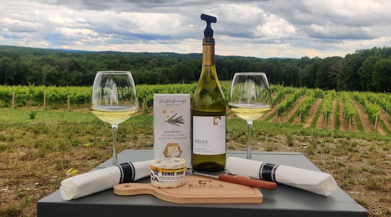 Two glasses of white wine a bottle and a cheese plate with Milea Estate Vineyards in the background
