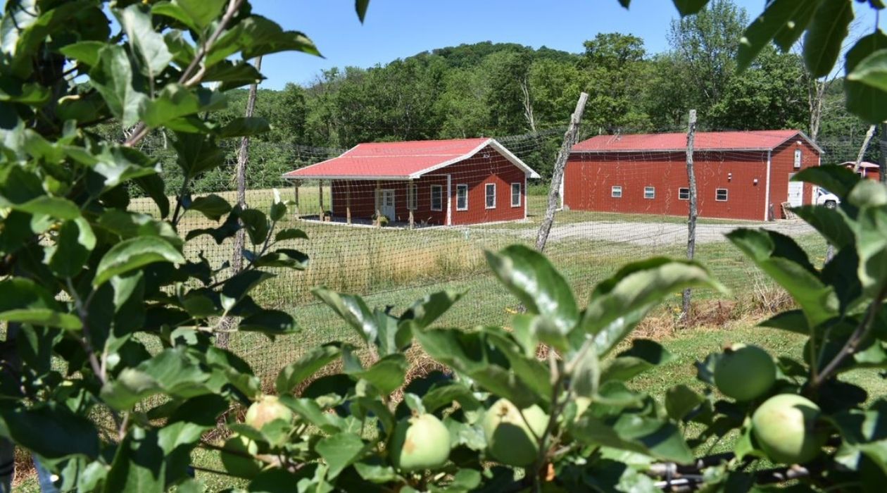 View of two red barns from behind apple trees at Shady Knoll Orchards and Distillery in Millbrook
