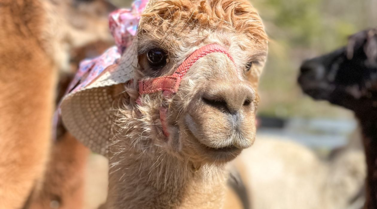 An alpaca wearing a pink Easter bonnet at Lilymoore Farm, Pleasant Valley